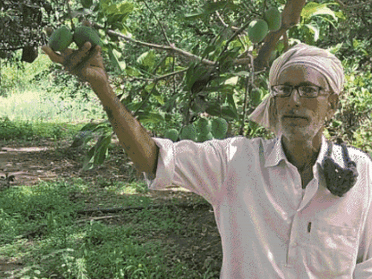 कच्चे आम के अचार से किसान कमाता है ₹8 लाख सालाना: अरावली आम का बाग 100 साल पुराने पेड़ों का घर है; विदेशों तक पहुंची मांग - राजस्थान समाचार