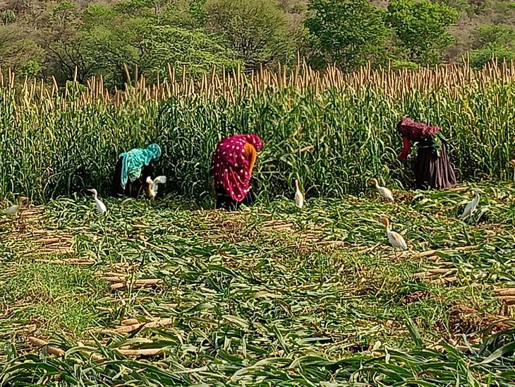 नाहारखोहरा में बाजरा कटाई तेज: किसान मौसम बदलाव के बीच फसल समेटने में जुटे - Naharkhora (Sikrai) News