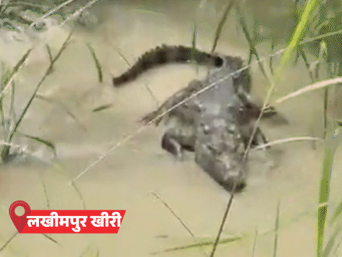 यूपी के 57 जिलों में बारिश का अलर्ट:  लखीमपुर में मगरमच्छ गांव में पहुंचा, जाल में फंसा अजगर - Uttar Pradesh News