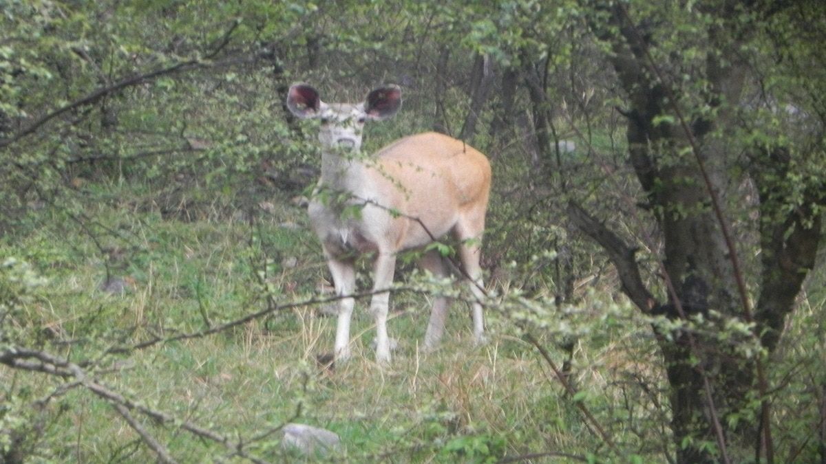 राजस्थान के सरिस्का में दिखा गोल्डन सांभर, जानिए खासियत और महत्व