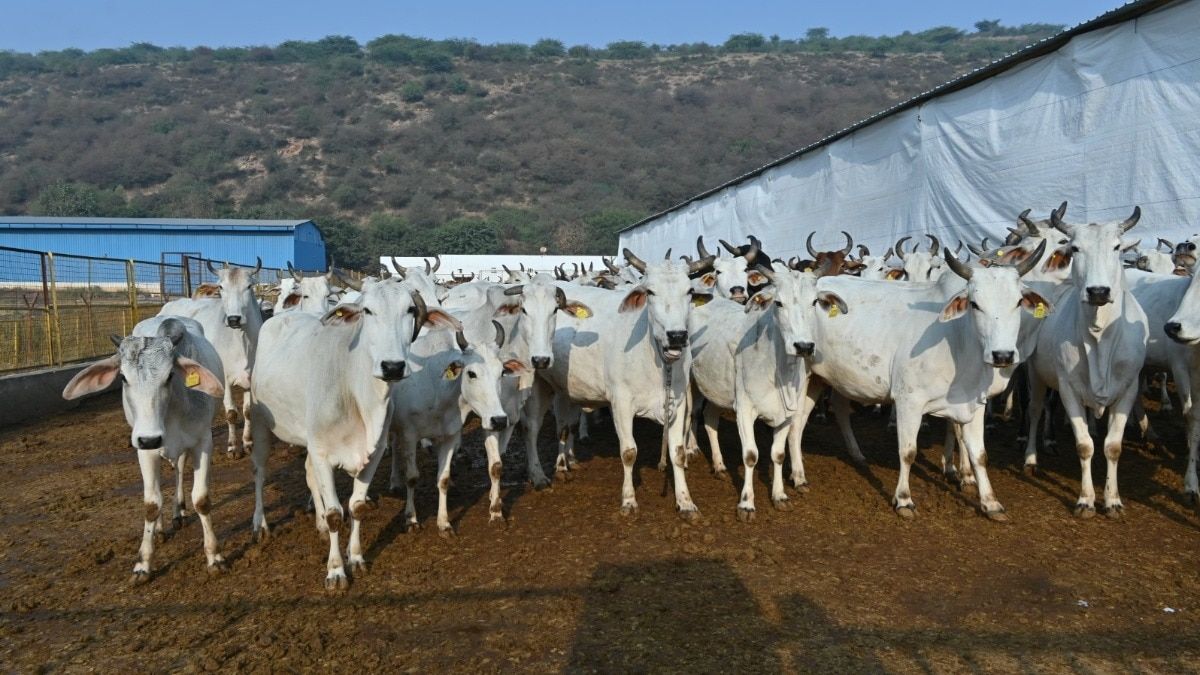राजस्थान गौ-अनुदान घोटाला: 57 करोड़ का फ़र्जी भरवाना, जांच में बड़ा खुलासा