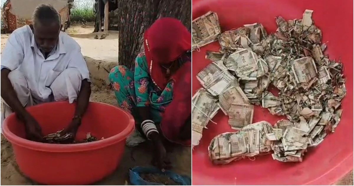 राजस्थान के किसान ने बचाने के लिए 5 लाख रुपये दफनाए; यहाँ एक साल बाद क्या हुआ - न्यूज़ लाइव