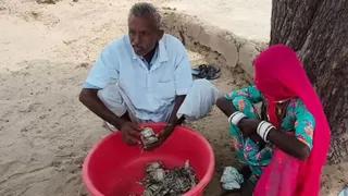 राजस्थान: पत्नी से पैसे छिपाने की मिली ऐसी सजा! खेत में 5 लाख गाड़कर भूला किसान, दीमक ने चबा डाले सारे नोट
 - rajasthan farmer loses 5 lakh rs to termites after burying cash