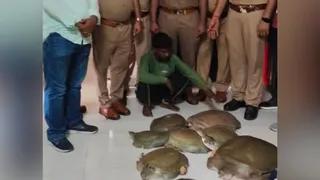 वाराणसी में कुंभा एक्सप्रेस ट्रेन से 150 साल पुराने दुर्लभ कछुओं के साथ तस्कर गिरफ्तार, 12 लाख बताई गई कीमत
 - varanasi smuggler arrested with 150yearold rare tortoises