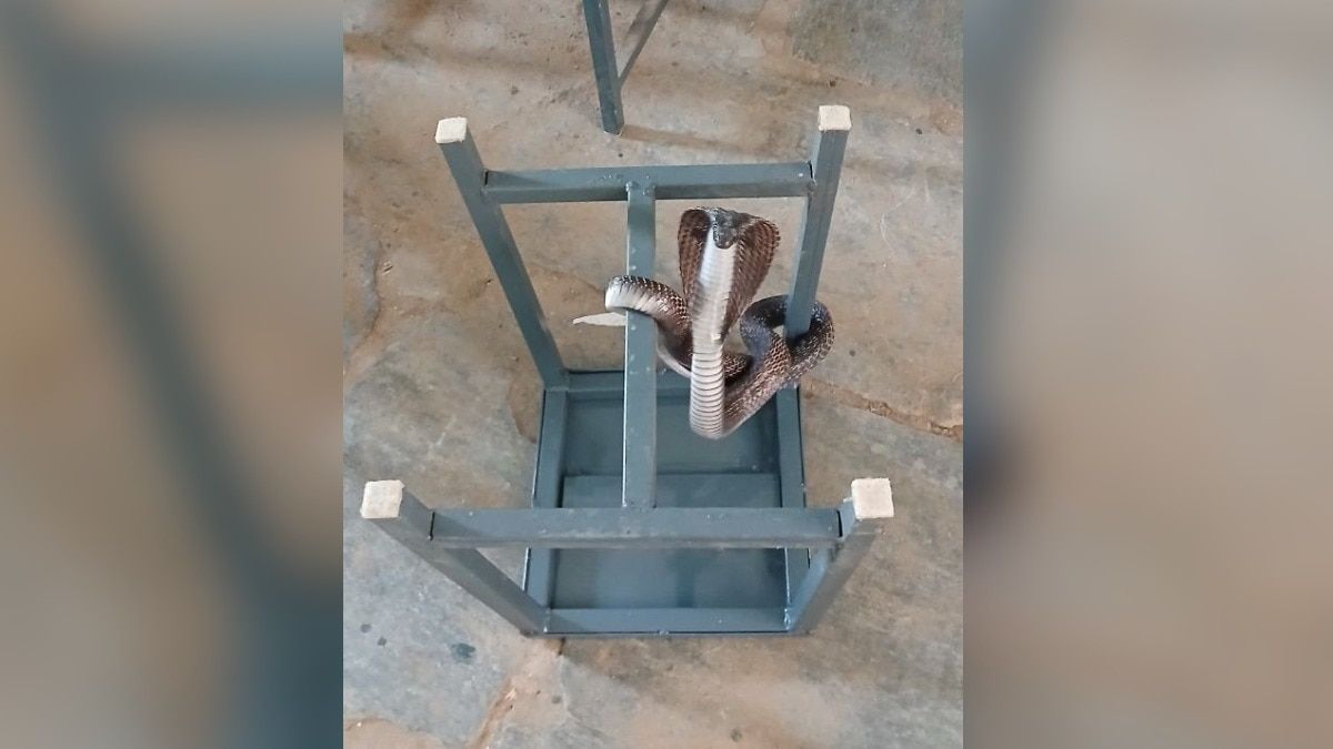 राजस्थान में 5 फुट लंबे कोबरा के कक्षा में घुस आने से स्कूल के छात्र दहशत में भाग गए