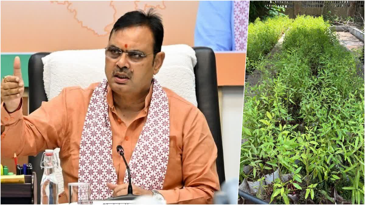 सीएम भजनलाल शर्मा का उदयपुर दौरा: राज्य स्तरीय वन महोत्सव की करेंगे शुरुआत, जानें 2 दिनों का पूरा शेड्यूल