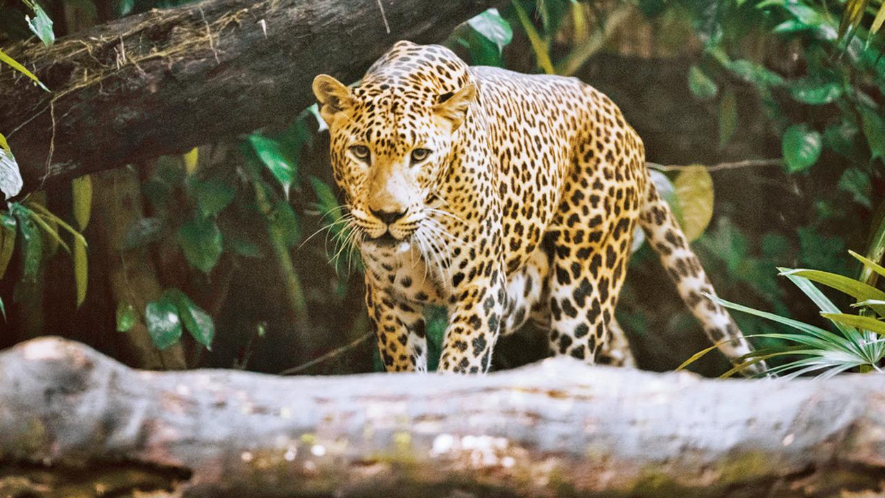 उत्तर प्रदेश के बिजनौर में तेंदुए के हमले में आठ साल के बच्चे की मौत हो गई