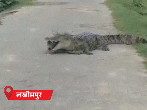 यूपी में मकान ढहा, सरकारी स्कूल नदी में समाया: 25 शहरों में बारिश; मगरमच्छ ने कुत्ते को मार डाला, 5 फीट सड़क धंसी - Uttar Pradesh News