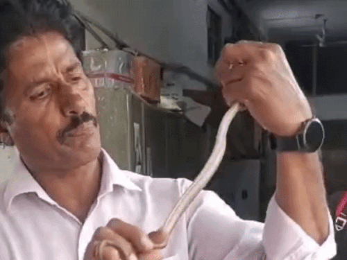 कोटा MBS अस्पताल में सिक्योरिटी गार्ड को सांप ने काटा: लाइट बोर्ड के पीछे छिपा था 2 फीट लंबा वुल स्नेक ,स्नेक कैचर ने रेस्क्यू किया - Kota News