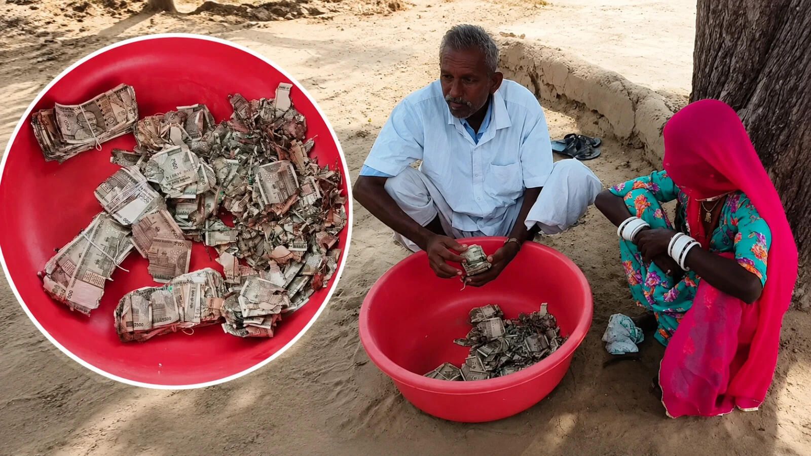 लाखों की जमापूंजी,दीमक कर गई चट, राजस्थान के किसान ने चोरी के डर से की 'भारी' गलती!