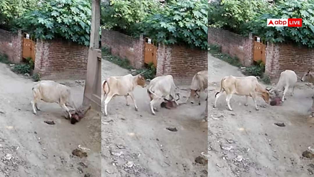 लखनऊ में आवारा पशुओं का आतंक, मासूम पर गाय का जानलेवा हमला