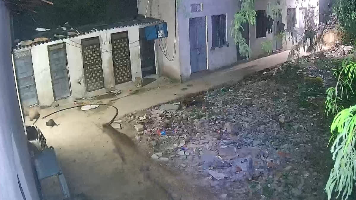 उदयपुर : घर में घुसे दो लेपर्ड, पिल्ले उठा ले गए...देखें वीडियो