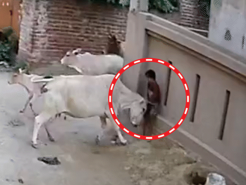 गाय 1 मिनट तक बच्ची को रौंदती रही...VIDEO:  लखनऊ में घर के बाहर खेल रही थी; सींग से दबाया, पटक-पटकर मारा - Lucknow News