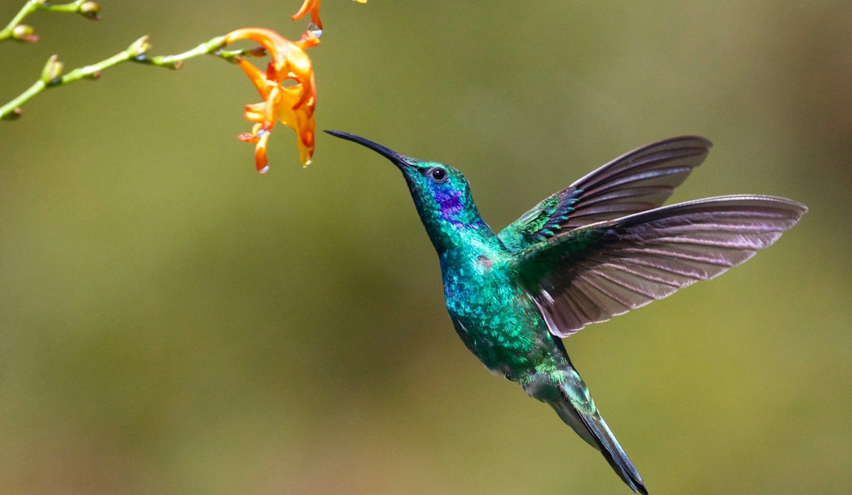 Cover Image for Preserving Nature with Blockchain: The Environmental Impact of Pest Free Token