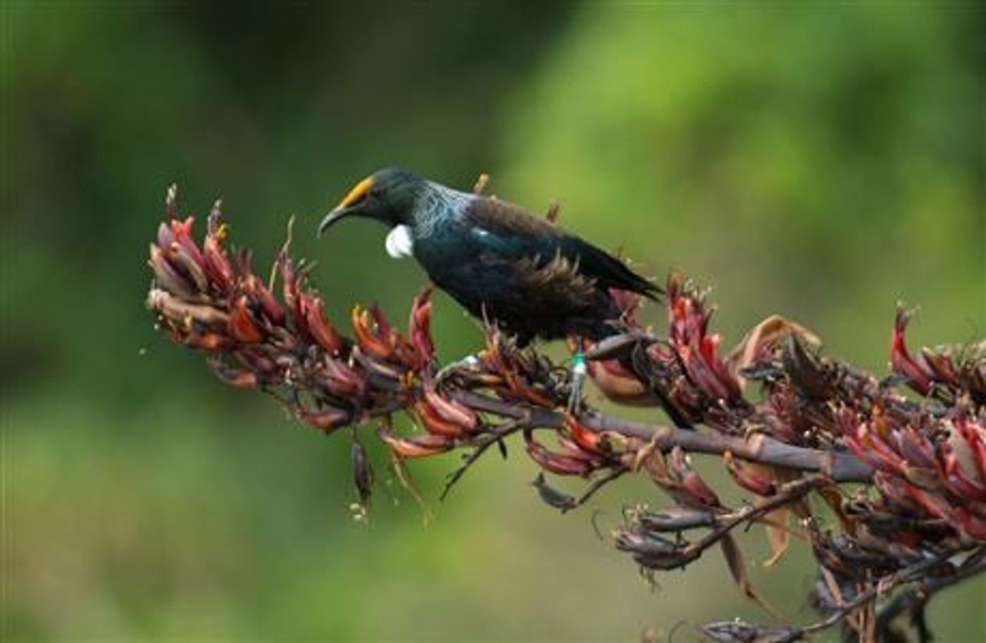 A songbird with black, blue, and yellow feathers perched on a branch with red flowers, set against a blurred green background of trees