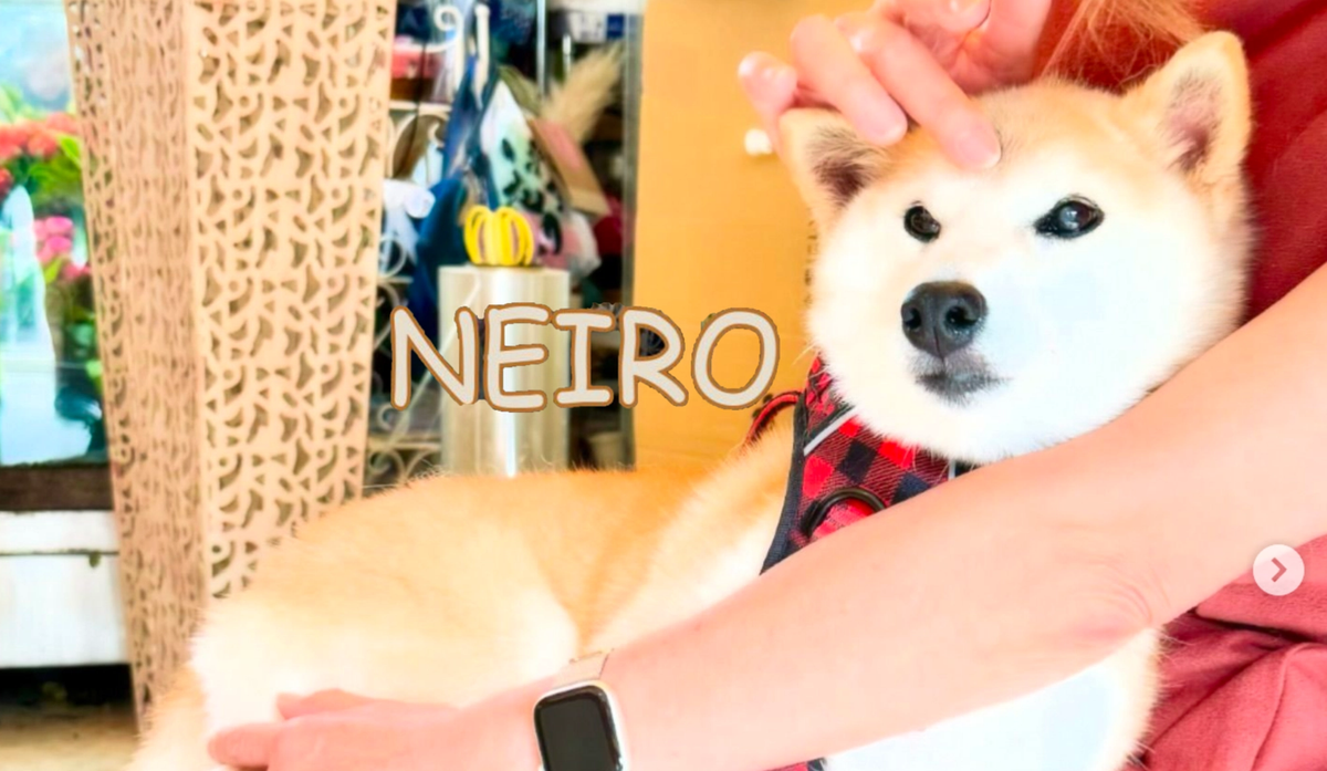 Cover Image for Neiro Meme Coin: Everything You Need to Know