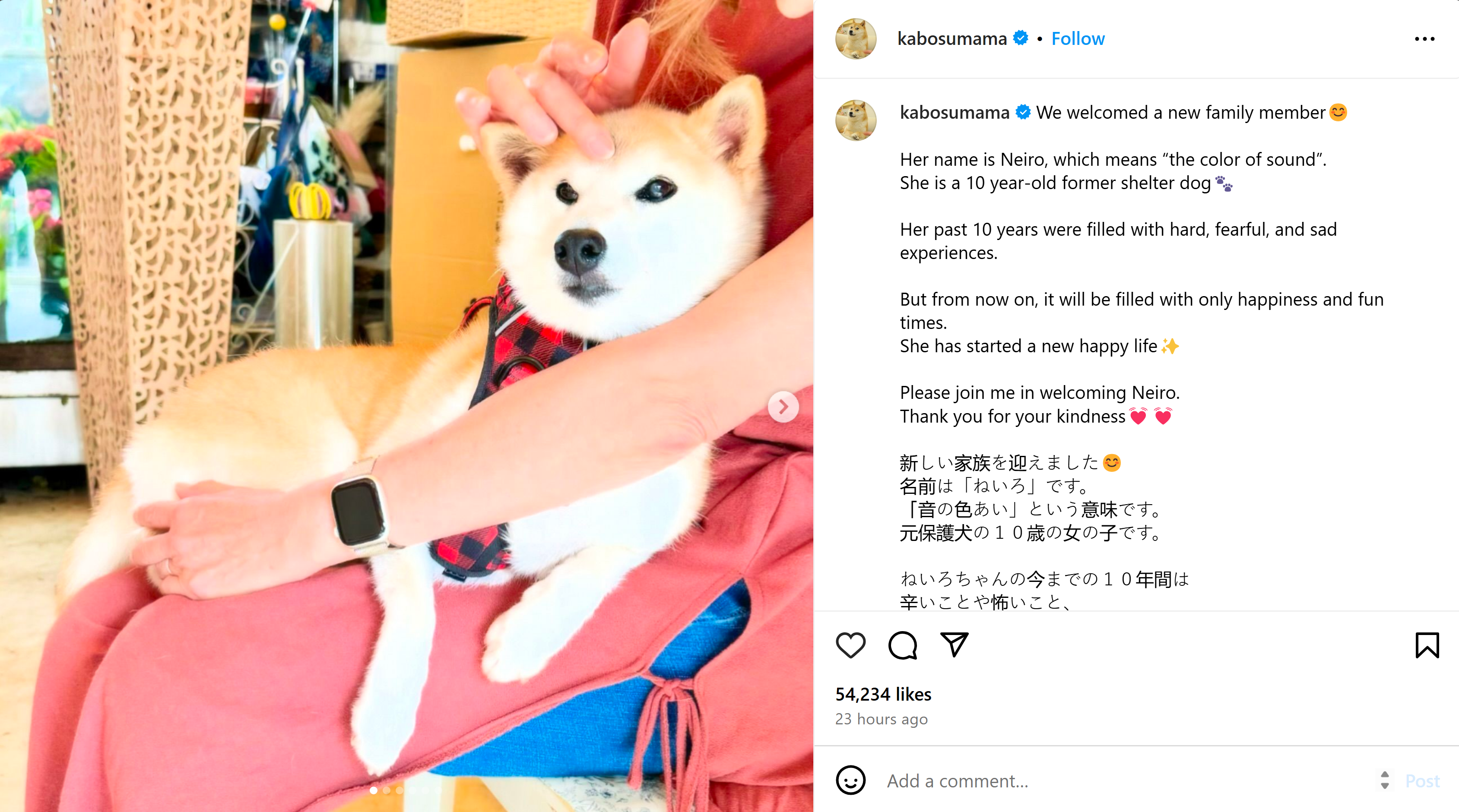 A woman with red dress holds a white and orange dog while sitting on a chair