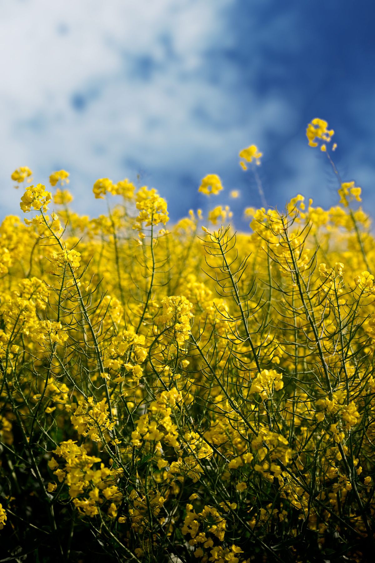 Fleurs de colza en gros plan  –  Cette image illustre un champ de colza en fleurs, emblématique des cultures énergétiques renouvelables.