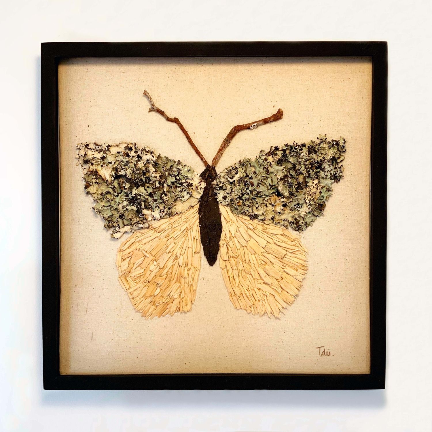 Insecto Madera 1