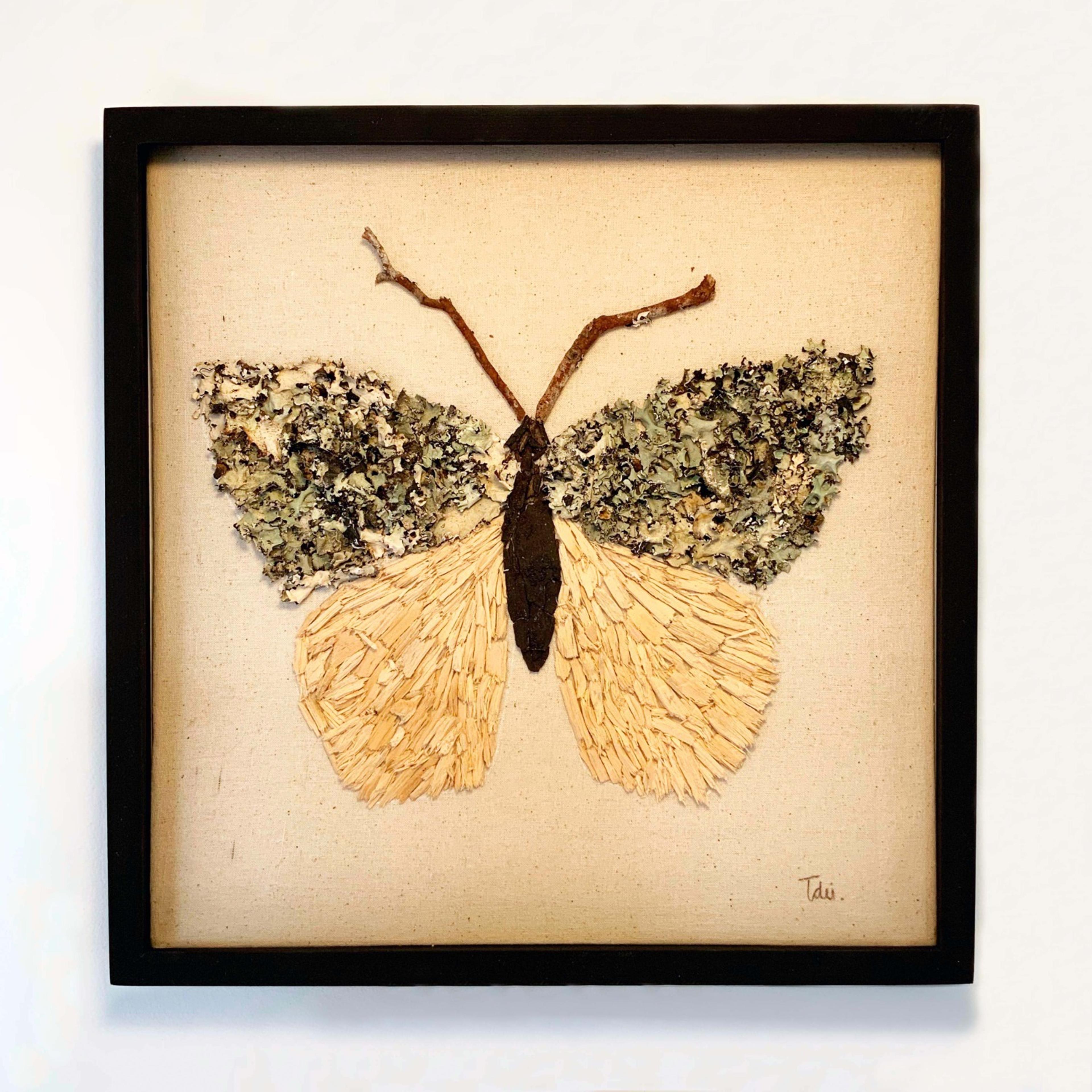 Insecto Madera 1