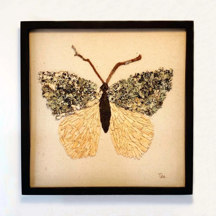 Insecto Madera 1