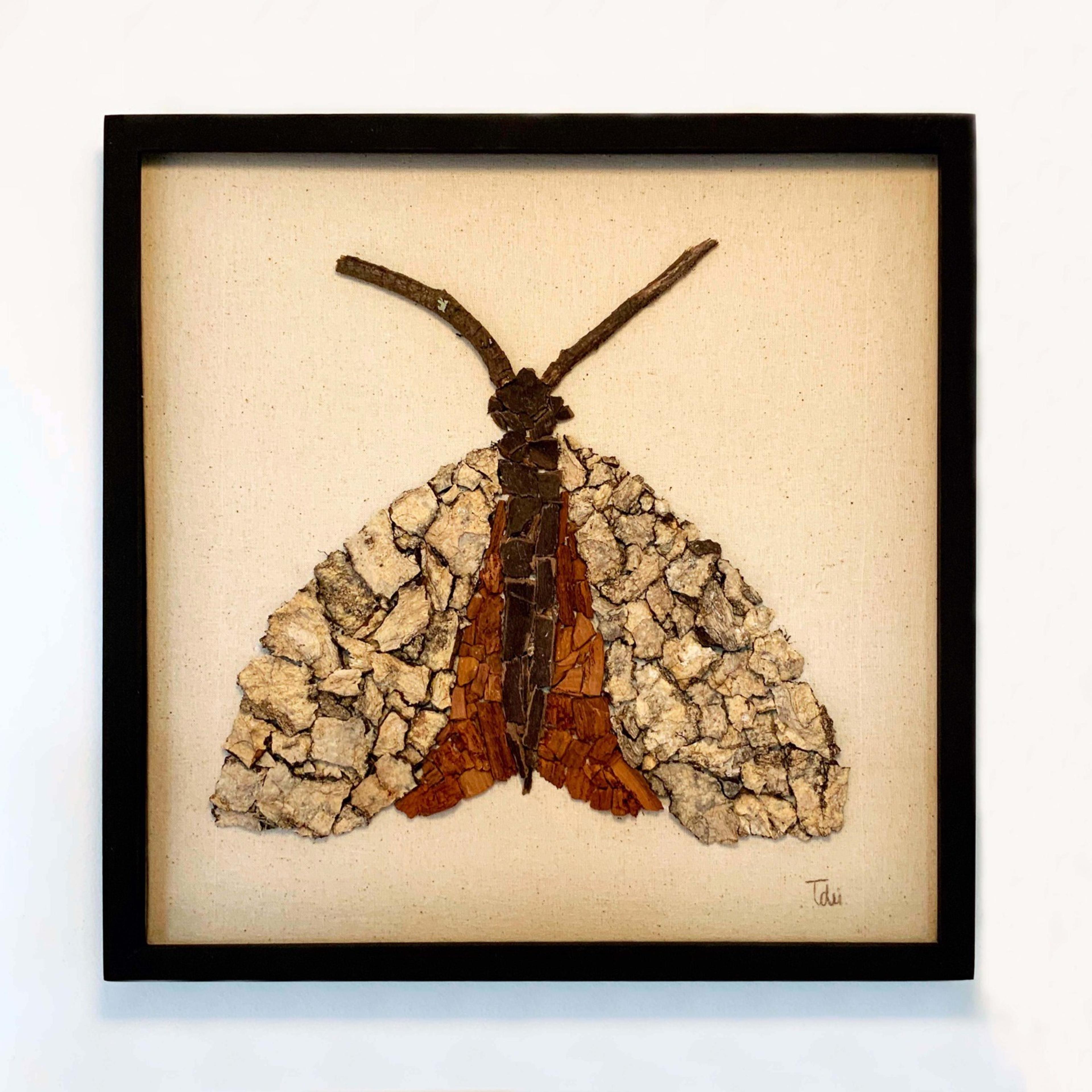 Insecto Madera 3