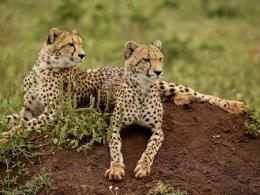 Makhasa Private Game Lodge image 2