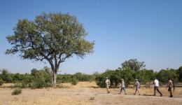Elephant Plains Lodge image 5
