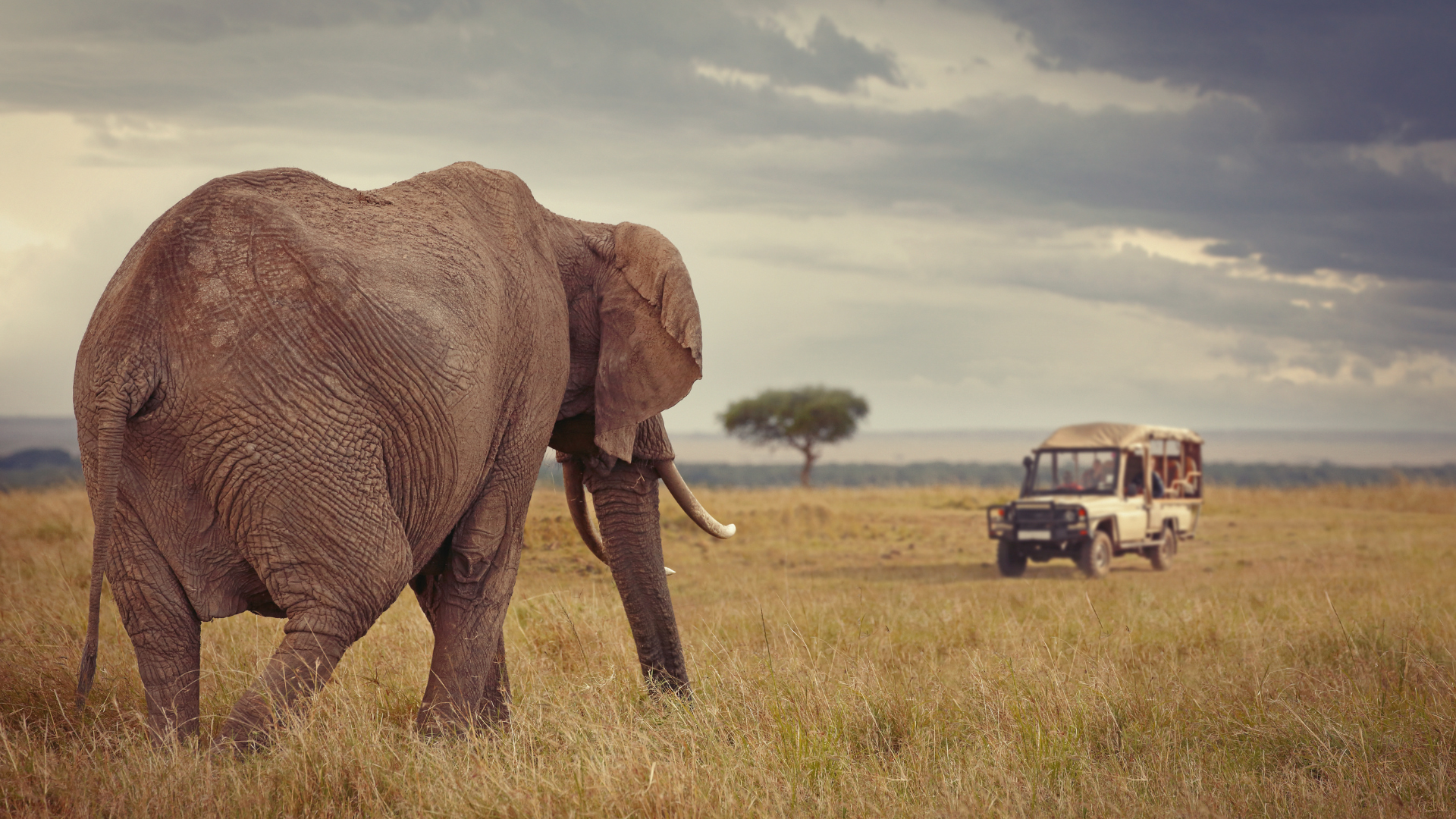 Bush Breaks & Safari Packages | Travel Vogue