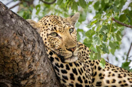 Rockfig Safari Lodge image 5