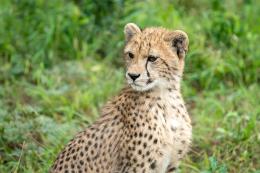 Sungulwane Private Game Lodge image 4