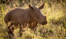Rhino River Lodge image 3