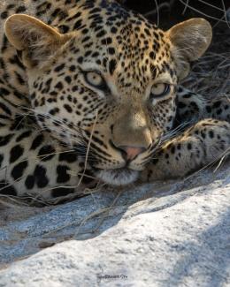 Leopard Hills image 4