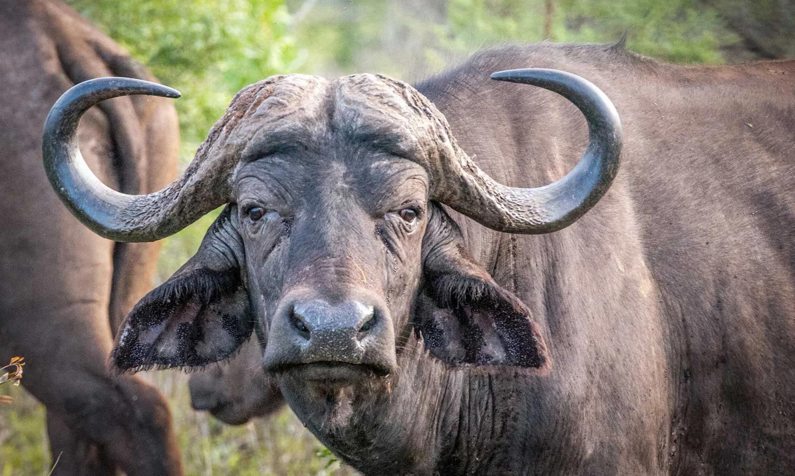 Rhino River Lodge