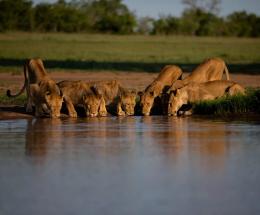 Elephant Plains Lodge image 1