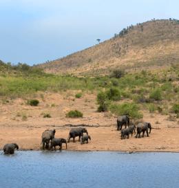 Mbazo Safari Lodge image 5