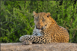 Kwandwe Private Game Reserve Lodges and Villas image 3
