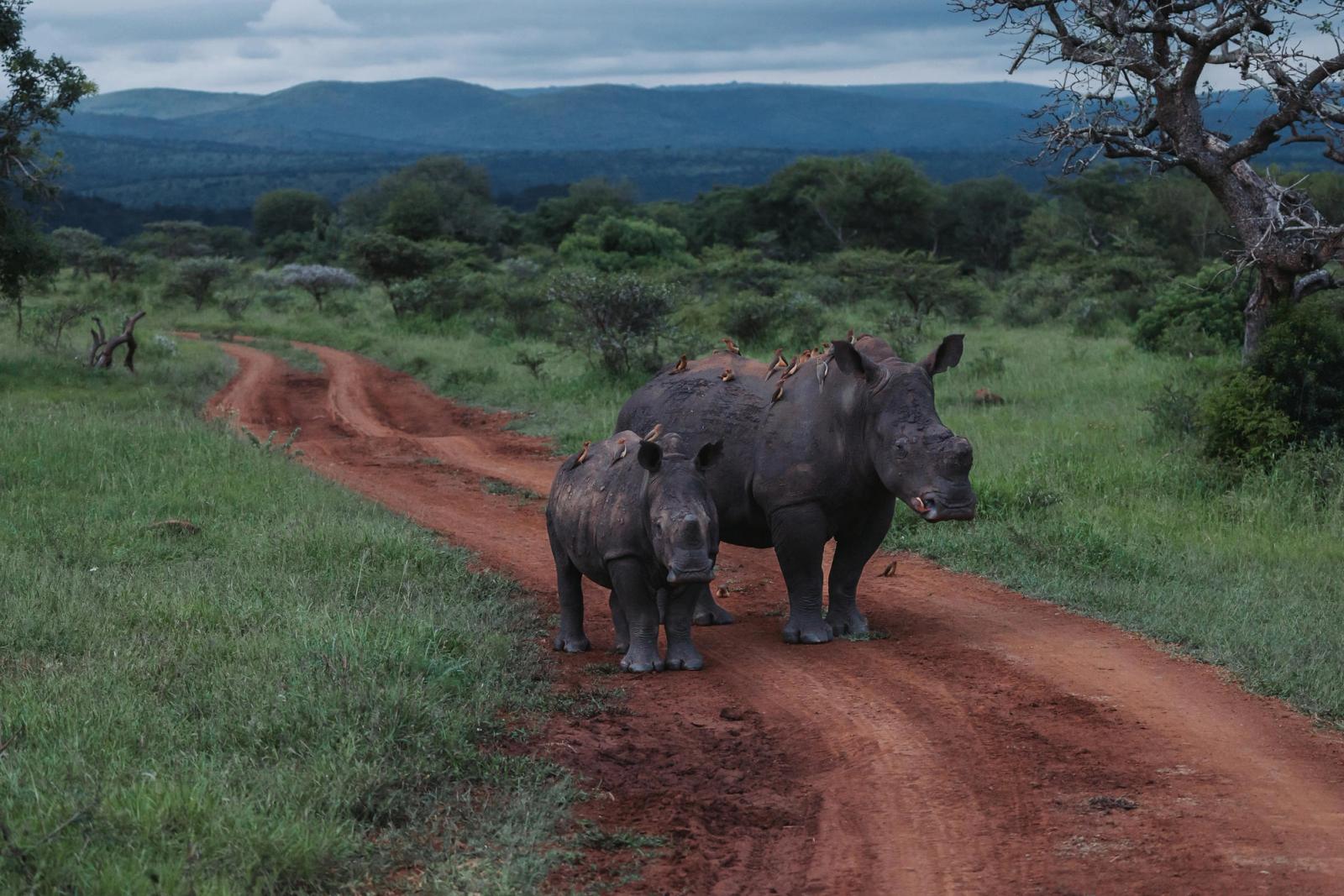 Rhino Sands Safari Camp