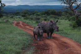 Rhino Sands Safari Camp image 1