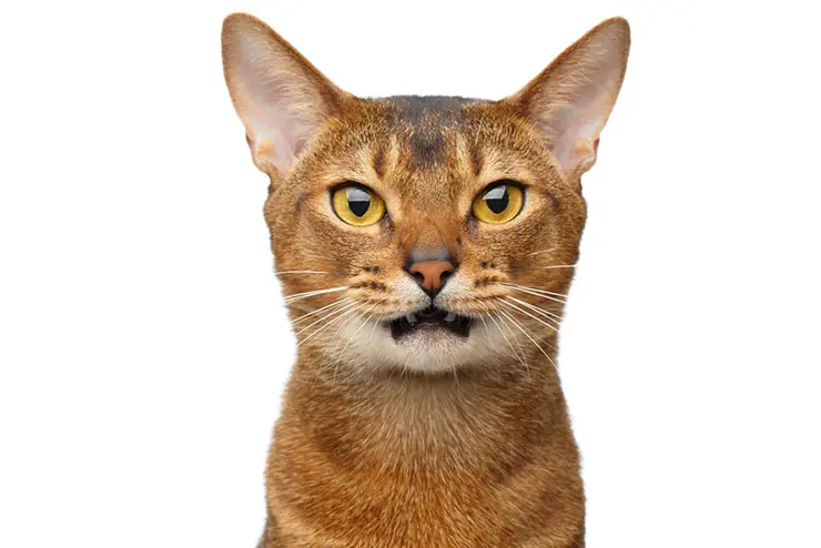 cat