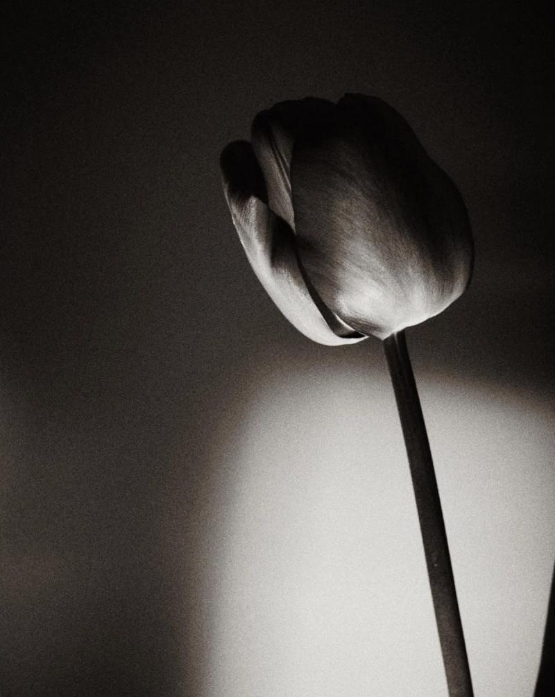 Tulips Black White Analogue Film