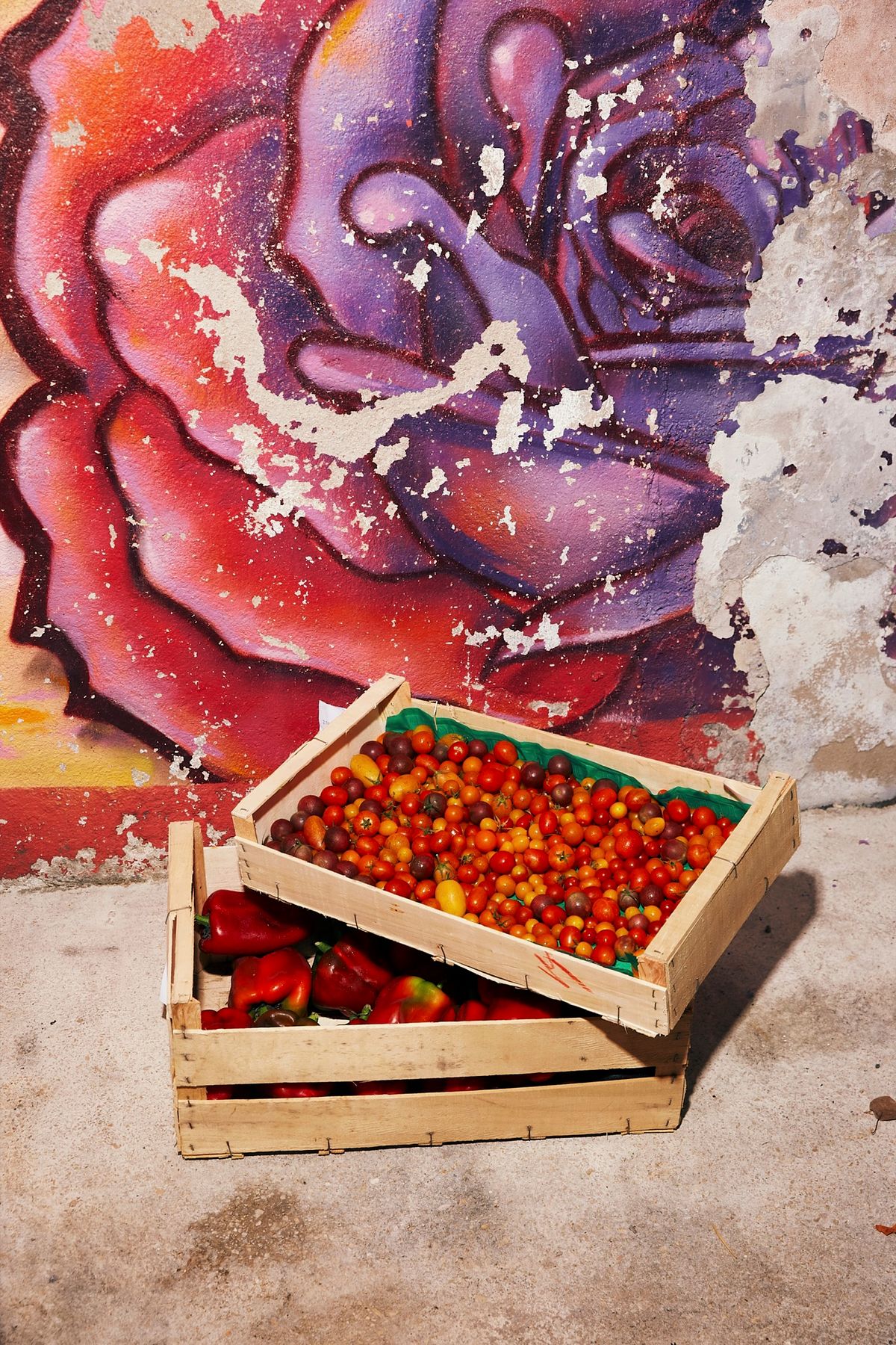 Tomatoes Harry Cummins La Mercerie
