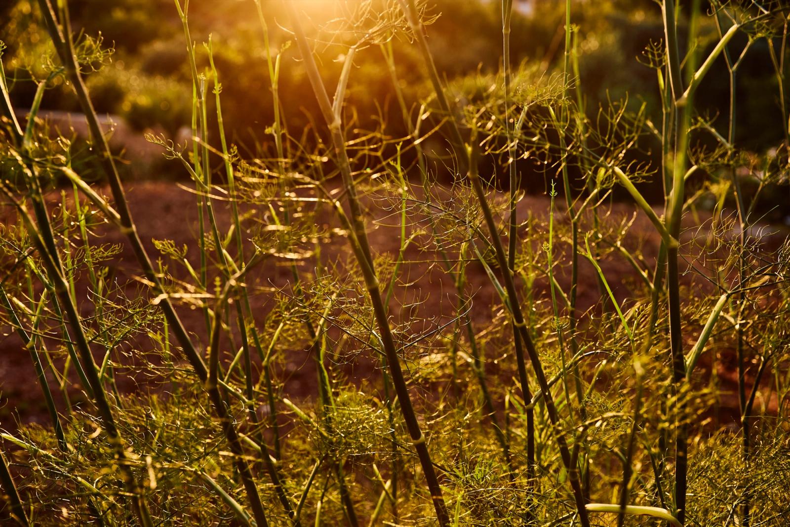 Sunlight Fennel Pasta Evangelists