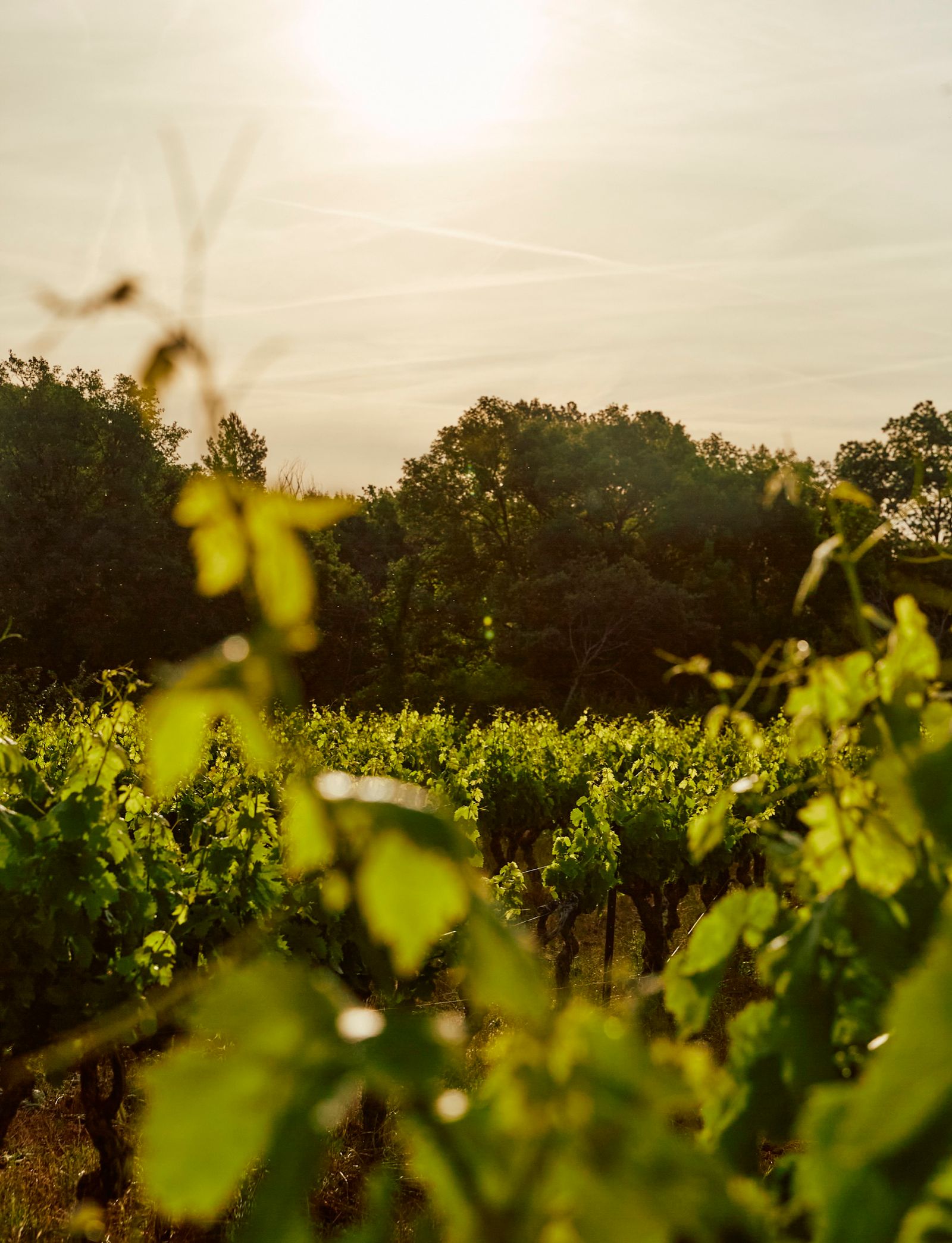 Vines At Home In Provence Book