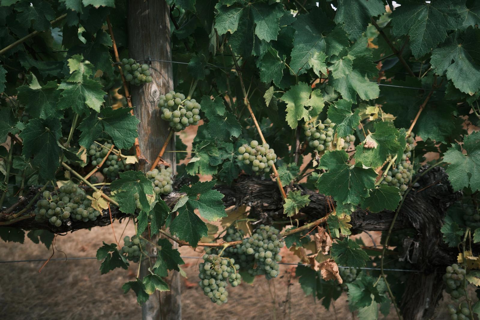 Bunches of pale green grapes hanging from an old gnarled vine, with dense leaves and a wooden post behind.