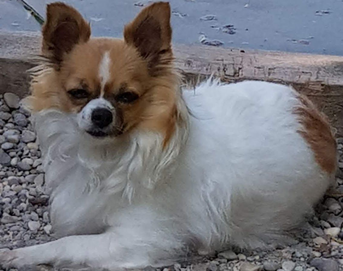 a small dog laying on a rocky beach