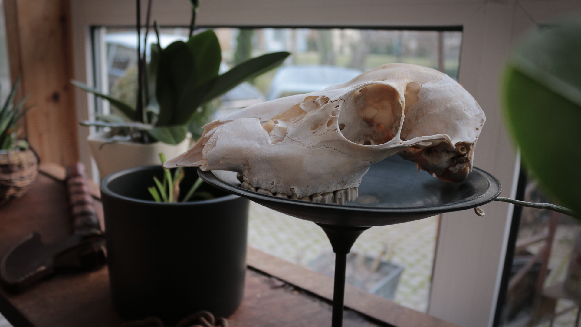 a skull on a table