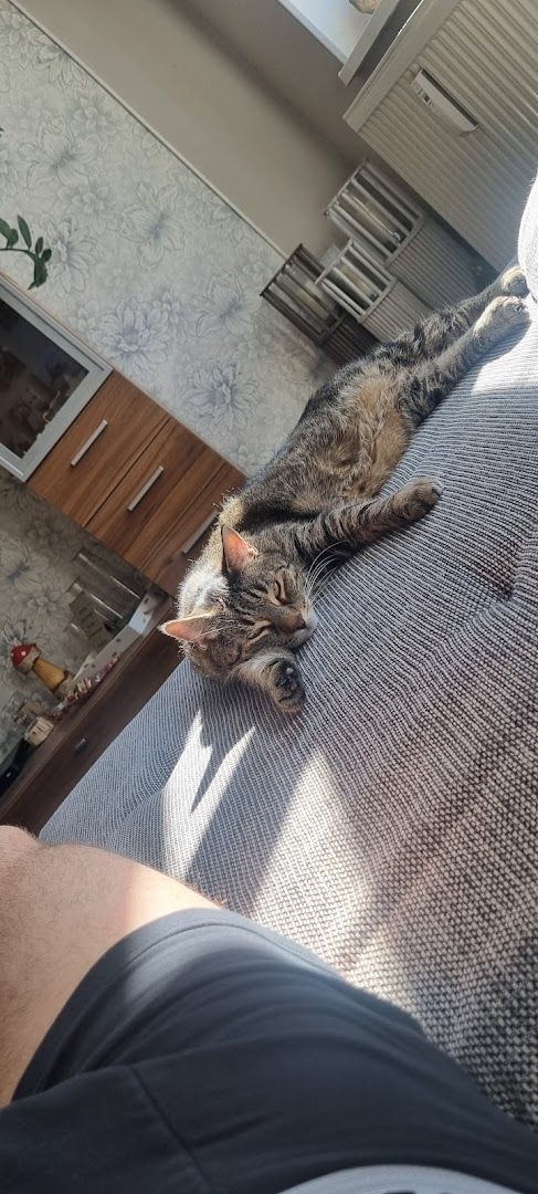 a cat laying on top of a couch