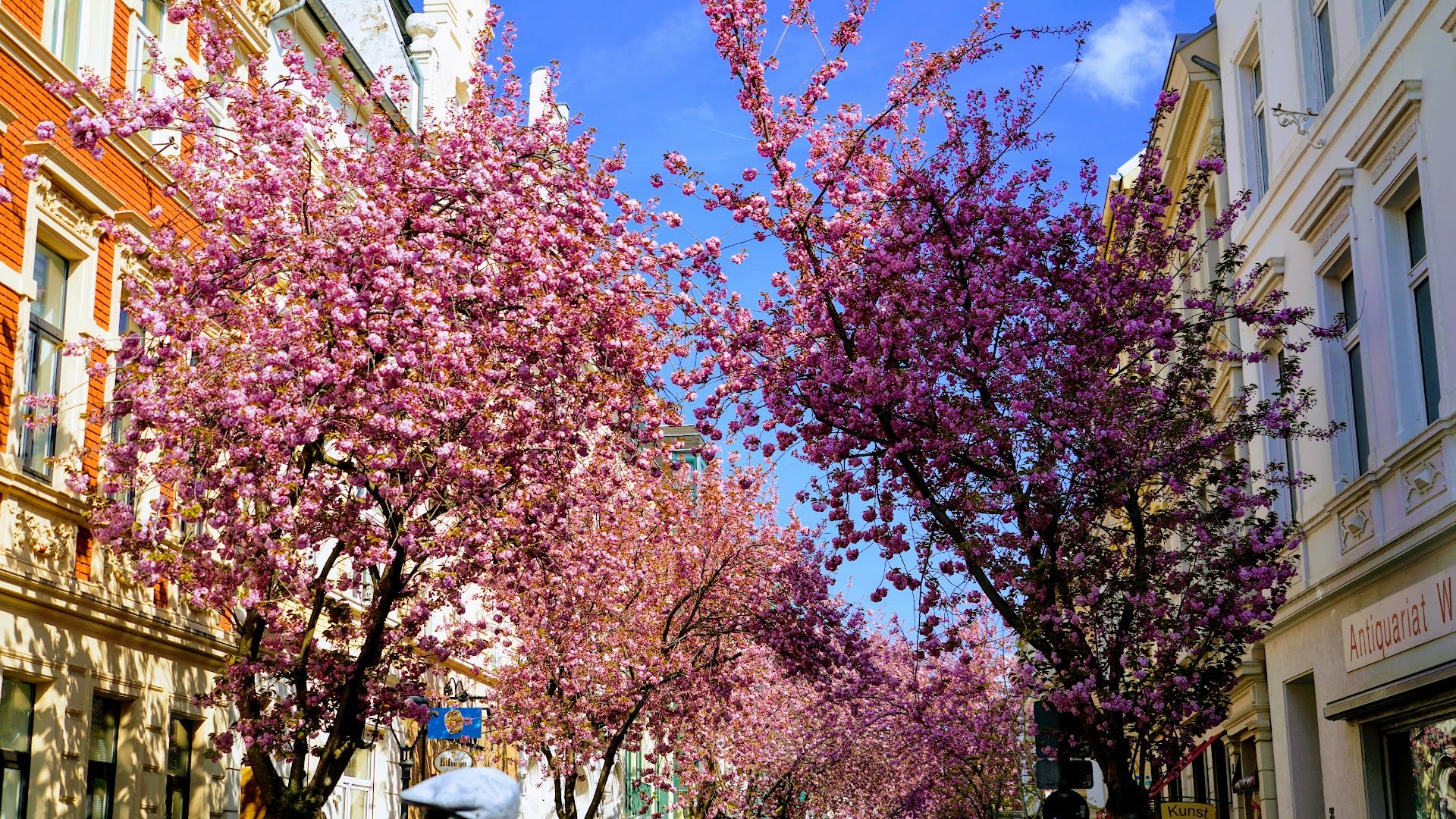 a street lined with pink trees