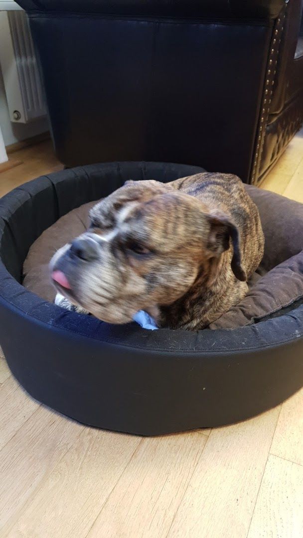 a dog is laying in a large dog bed